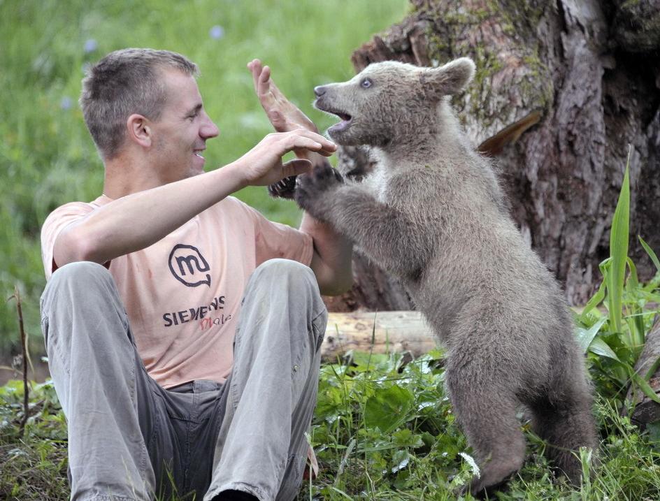 Matevz Logar plays with brown bear (Ursus arctos) cub Medo in Podvrh village, central Slovenia June 1, 2011. [Agencies]