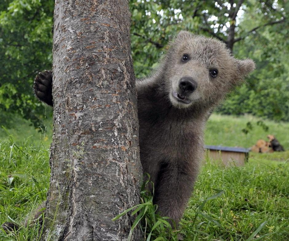 Bear cub Medo plays near a tree in Podvrh village, central Slovenia June 1, 2011.[Agencies]