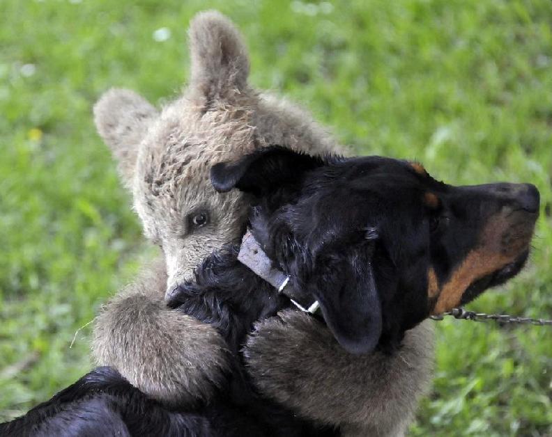 Brown bear (Ursus arctos) cub Medo plays with the Logar family dog in Podvrh village, central Slovenia June 1, 2011. The Slovenian Logar family has adopted the three-and-half-month-old bear cub that strolled into their yard about 30 days ago. Although the family would like to prepare a fenced enclosure for it, veterinary authorities would prefer to move it into a shelter for wild animals. [Agencies]