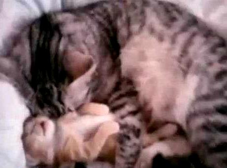 Watch this video footage and see an adorable kitty waving paws as it dreams. Then, the cat mum feels it and hugs it closer to make it feel more secure. 