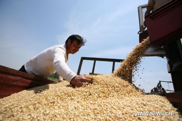 A farmer harvests wheat in Licang Town, Mengcheng County, east China&apos;s Anhui Province, June 1, 2011. Taking advantage of the sunny weather, farmers in Mengcheng are engaged in summer harvest of wheat. [Xinhua]