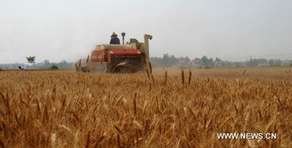  A farmer drives a combine to harvest wheat in Anfeng Town, Shouxian County of Lu&apos;an City in east China&apos;s Anhui Province, June 1, 2011. Taking advantage of the sunny weather, farmers of Lu&apos;an are engaged in summer harvest of wheat. [Xinhua]