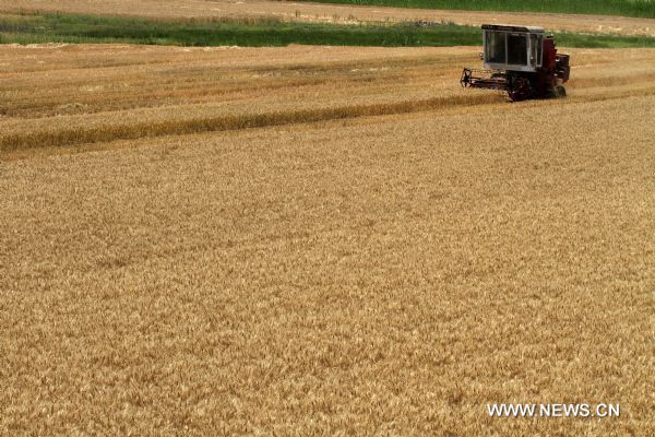 A combine mows wheat in Licang Town, Mengcheng County, east China&apos;s Anhui Province, June 1, 2011. Taking advantage of the sunny weather, farmers in Mengcheng are engaged in summer harvest of wheat. [Xinhua]