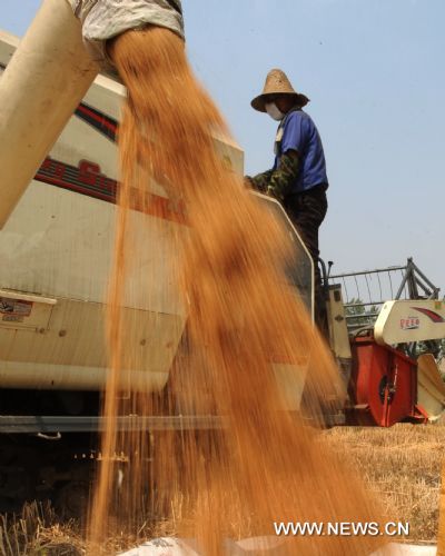 A farmer harvests wheat in Anfeng Town, Shouxian County of Lu&apos;an City in east China&apos;s Anhui Province, June 1, 2011. Taking advantage of the sunny weather, farmers of Lu&apos;an are engaged in summer harvest of wheat. [Xinhua]