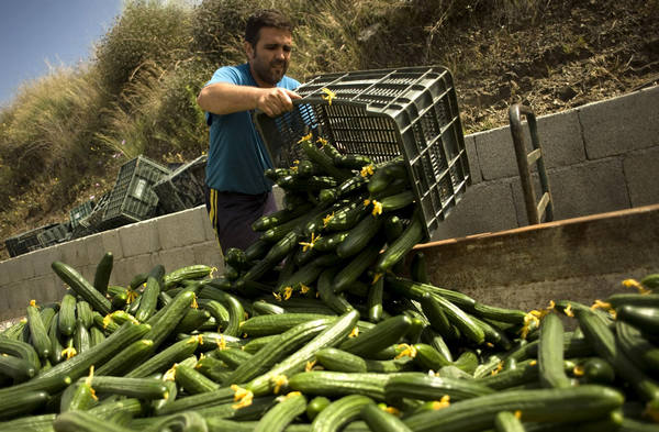 A farmer dumps boxes of cucumbers in a greenhouse in Algarrobo, Spain, June 1, 2011. [Xinhua]
