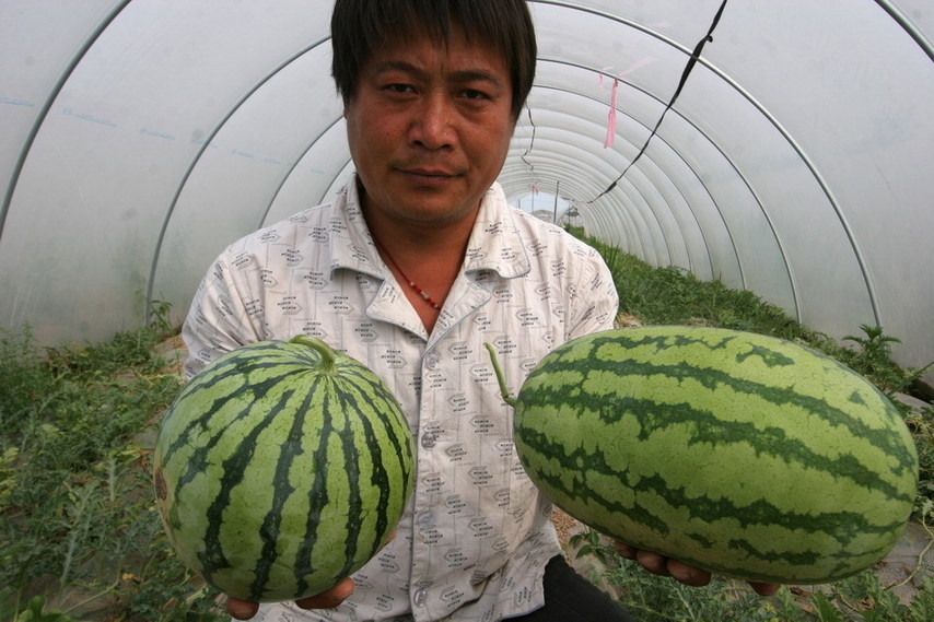 A farmer displays two watermelons - one abnormal(R) and the other healthy - at Dongxin farm in Lianyungang city in east China&apos;s Jiangsu province on June 2, 2011.[Xinhua] 