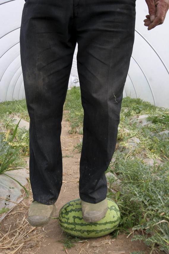 A farmer stands on an abnormally hard watermelon at Dongxin farm in Lianyungang city in east China&apos;s Jiangsu province on June 2, 2011. 