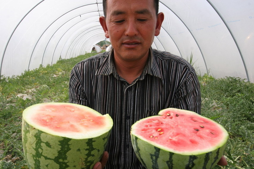 A farmer displays two watermelon halves - one rock-hard (L) and the other healthy - at Dongxin farm in Lianyungang city in east China&apos;s Jiangsu province on June 2, 2011. [Xinhua] 