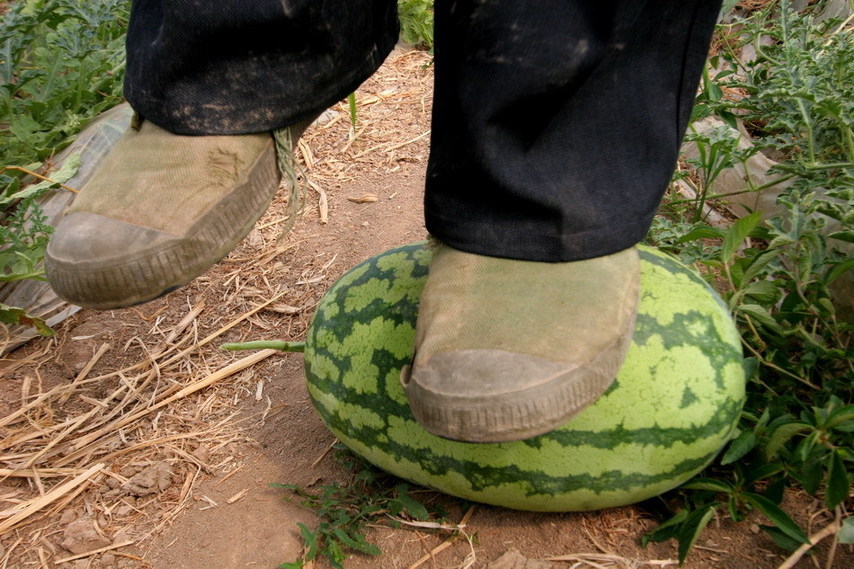 A farmer stands on an abnormally hard watermelon at Dongxin farm in Lianyungang city in east China&apos;s Jiangsu province on June 2, 2011. Local melon farmers suffered great losses from the crop of unpalatable watermelons, believed to be the result of fake seeds. This claim is presently under investigation. [Xinhua] 