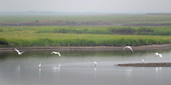 Birds fly over the wetland in the East Dongting Lake National Nature Reserve in Yueyang City of central China's Hunan Province, June 2, 2011. [Xinhua]