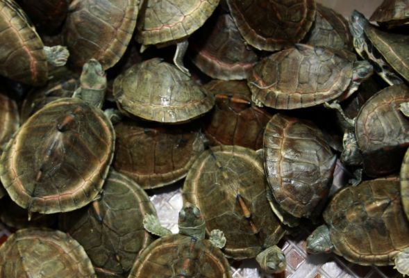 Mud turtles crawl inside a basket as they are shown to the press during a news conference by Thai customs in Bangkok, Thailand, Thursday, June 2, 2011. [Agencies]