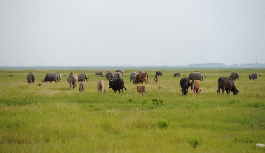 Cattle feed on grass on the wetland which has dried up due to drought in the East Dongting Lake National Nature Reserve in Yueyang City of central China&apos;s Hunan Province, June 1, 2011.