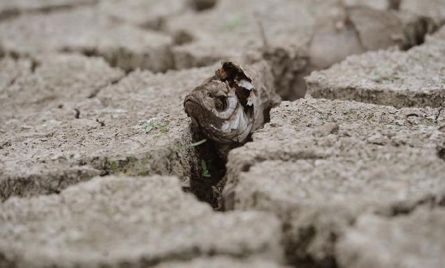 Photo taken on June 1, 2011, shows a dead fish in the crack in the wetland which has dried up due to drought in the East Dongting Lake National Nature Reserve in Yueyang City of central China&apos;s Hunan Province.