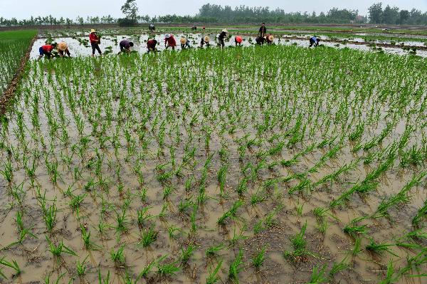 Farmers transplant rice seedlings in the fields of Nanhu village of Xiaogan City, central China's Hubei Province on June 4, 2011. The city, which has suffered a drought for months, witnessed a light rain on Saturday, and the local farmers seized the opportunity to transplant rice seedlings. [Du Huaju/Xinhua]