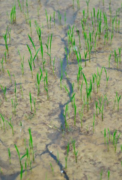 Photo taken on June 4, 2011 shows the fragmentary cropland is covered with rain water after a heavy rainfall in Jiujiang County, east China's Jiangxi Province. The province, which has been lashed by the lingering drought since ploughing season this year, received a rainfall since Friday. The province will see heavier rains in the following days, which are expected to ease the drought here. [Hu Guolin/Xinhua]