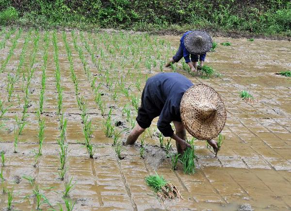 Photo taken on June 4, 2011 shows farmers transplant rice seedlings in the field after a heavy rainfall in Wuyuan County, east China's Jiangxi Province. The province, which has been lashed by the lingering drought since ploughing season this year, received a rainfall since Friday. The province will see heavier rains in the following days, which are expected to ease the drought here. [Hu Dunhuang/Xinhua]