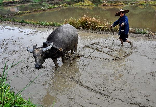 A farmer plough a field after a heavy rainfall in Wuyuan County, east China's Jiangxi Province, June 4, 2011. The province, which has been lashed by the lingering drought since ploughing season this year, received a rainfall since Friday. The province will see heavier rains in the following days, which are expected to ease the drought here. [Hu Dunhuang/Xinhua]