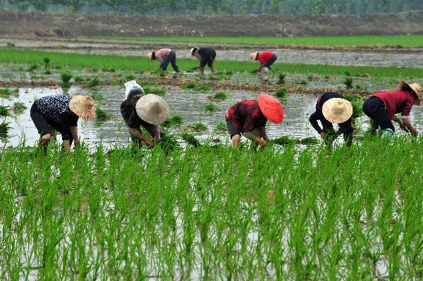 Farmers transplant rice seedlings in the fields of Nanhu village of Xiaogan City, central China's Hubei Province on June 4, 2011.[Xinhua]