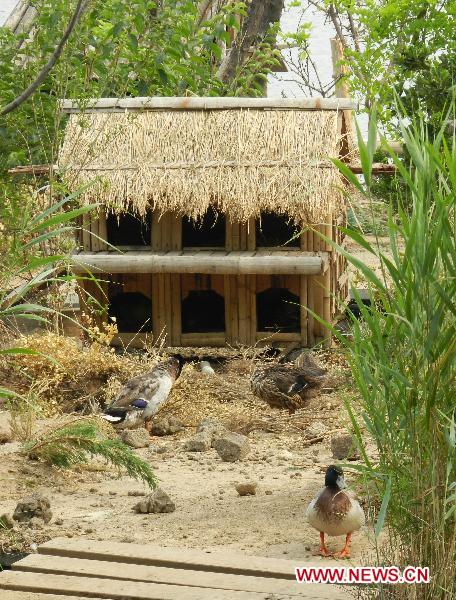 Wild ducks wander near the shelter in Shichahai, a lake in the Chinese capital's downtown, in Beijing, June 6, 2011. Some 10 years ago, citizen Qu Xisheng built a duckhouse for a brood of wild ducks here over the lake. With his 10-year-effort and the help of local government, the duckhouse had developed into a 158 square meters large island, providing a shelter for over 100 birds including wild ducks, mandarin ducks, and night herons. [Xinhua/Wang Zhen] 