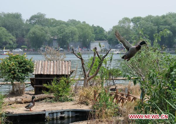 A wild duck flies over the shelter in Shichahai, a lake in the Chinese capital's downtown, in Beijing, June 6, 2011. Some 10 years ago, citizen Qu Xisheng built a duckhouse for a brood of wild ducks here over the lake. With his 10-year-effort and the help of local government, the duckhouse had developed into a 158 square meters large island, providing a shelter for over 100 birds including wild ducks, mandarin ducks, and night herons. [Xinhua/Wang Zhen]