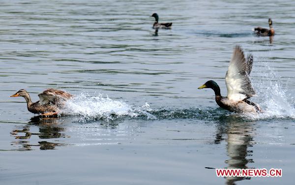 Wild ducks swim in Shichahai, a lake in the Chinese capital's downtown, in Beijing, June 6, 2011. Some 10 years ago, citizen Qu Xisheng built a duckhouse for a brood of wild ducks here over the lake. With his 10-year-effort and the help of local government, the duckhouse had developed into a 158 square meters large island, providing a shelter for over 100 birds including wild ducks, mandarin ducks, and night herons. [Xinhua/Wang Zhen] 