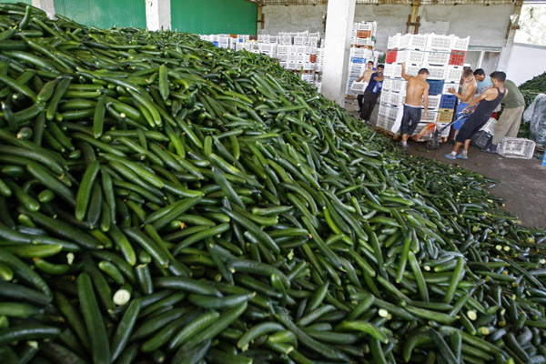 European Union agriculture ministers are assessing whether farmers will be able to recoup from EU coffers up to 30 percent of the cost of vegetables that cannot be sold because of the German E.coli contamination crisis. [China Daily/Agencies] 