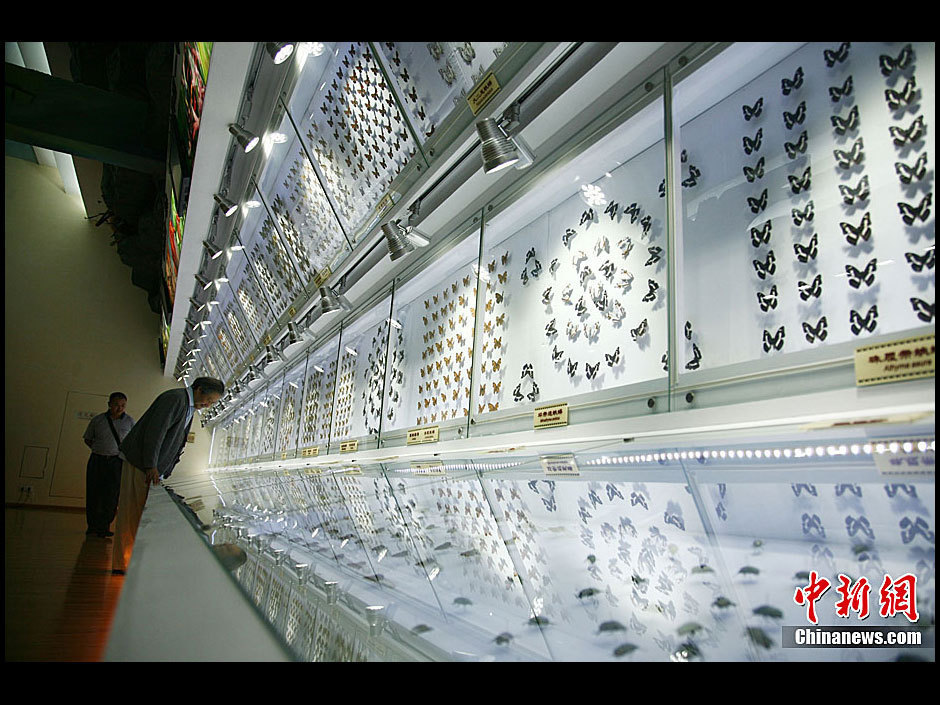 the insect museum of west china - the largest in