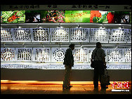 Located in Dujiangyan city, in Southwest China's Sichuan Province, the Insect Museum of West China has a collection of about 400,000 million insect samples, totaling the largest in Asia.The museum has over 20,000 insect samples on display, including about 1,700 species of Chinese butterflies and approximately 60,000 species of other insects collected from 40 countries around the world, of which over 40 are rare and unique.