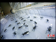 Located in Dujiangyan city, in Southwest China's Sichuan Province, the Insect Museum of West China has a collection of about 400,000 million insect samples, totaling the largest in Asia.The museum has over 20,000 insect samples on display, including about 1,700 species of Chinese butterflies and approximately 60,000 species of other insects collected from 40 countries around the world, of which over 40 are rare and unique.