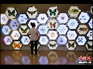 Located in Dujiangyan city, in Southwest China's Sichuan Province, the Insect Museum of West China has a collection of about 400,000 million insect samples, totaling the largest in Asia.The museum has over 20,000 insect samples on display, including about 1,700 species of Chinese butterflies and approximately 60,000 species of other insects collected from 40 countries around the world, of which over 40 are rare and unique.
