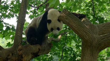 Happy life of pandas in Chengdu