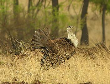 Great Indian bustard in the Nannaj grasslands, Maharashtra, India, July 2008. [Environment News Service] 