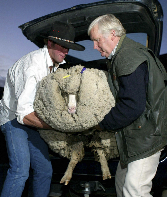 File photo: Shrek the merino sheep is unloaded from a van by musterer Danny Devine (L) and Shrek&apos;s owner John Perriam before a charity function in Cromwell on April 28, 2004.