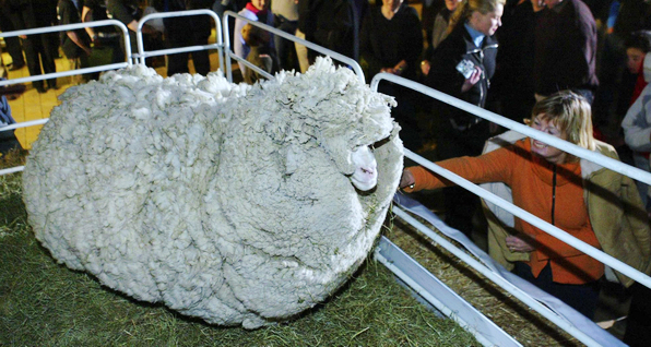  File photo: Shrek the merino sheep waits in a pen as a large crowd gathers before a charity function in Cromwell on April 28, 2004. Shrek, New Zealand&apos;s most famous sheep, has died, its owner John Perriam said on June 7, 2011.[China Daily/Agencies]