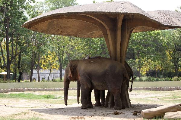 Indian elephants cool themselves under a pavilion at the National Zoological Park in New Delhi, capital of India, June 8, 2011. The highest temperature here soared to 43 degrees Celsius Wednesday. [Xinhua]