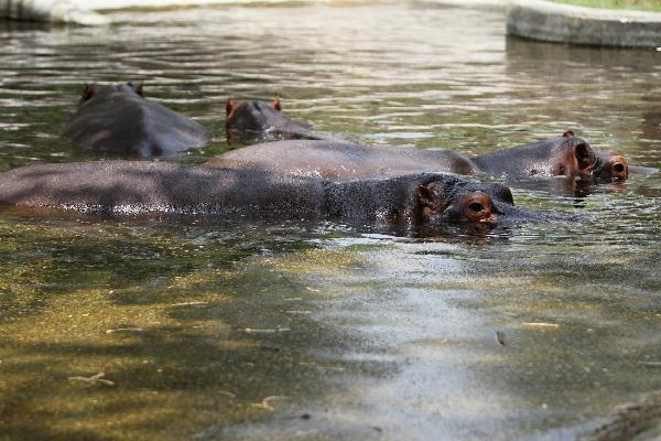 Hippos cool themselves in the lake of the National Zoological Park in New Delhi, capital of India, June 8, 2011. The highest temperature here soared to 43 degrees Celsius Wednesday. [Xinhua]