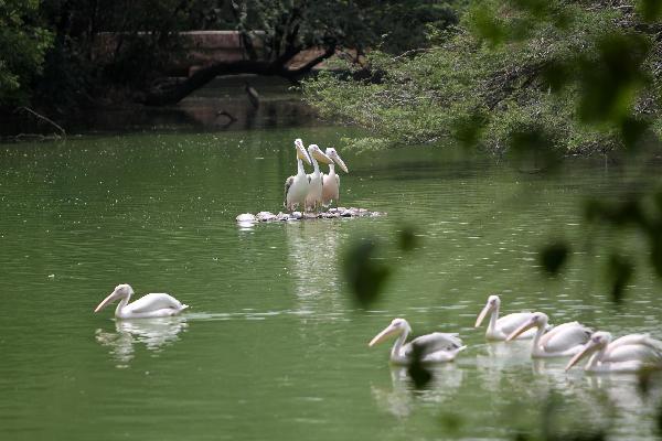 Waterfowls rest in the lake of the National Zoological Park in New Delhi, capital of India, June 8, 2011. The highest temperature here soared to 43 degrees Celsius Wednesday. [Xinhua] 