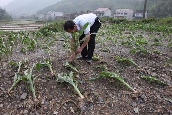 A man tries to straighten maize seedlings flattened by flood waters in Xinhua county, Loudi city of Hunan province, June 8, 2011. [CFP] 