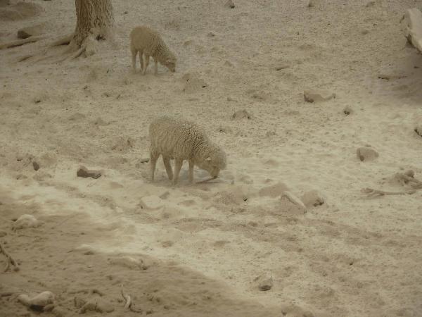 Sheep look for food in volcanic ash in Bariloche, Argentina, June 8, 2011. Chile's Puyehue volcano on June 4 erupted for the first time in half a century, spewing large quantities of ash on the Argentine city of Bariloche. 