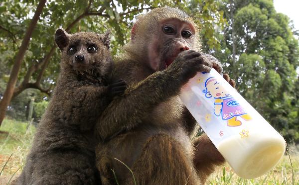 A seven-months-old yellow baboon (Papio cynocephalus) carries a Galagos also known as a bushbaby at the Animal Orphanage in the Kenya Wildlife Service (KWS) headquarters in Nairobi, June 10, 2011. (Xinhua/Reuters Photo)