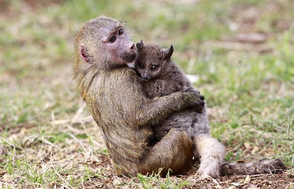 A seven-months-old yellow baboon (Papio cynocephalus) carries a Galagos also known as a bushbaby at the Animal Orphanage in the Kenya Wildlife Service (KWS) headquarters in Nairobi, June 10, 2011. (Xinhua/Reuters Photo)