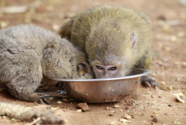 A three-months-old Galagos also known as a bushbaby and a seven-months-old yellow baboon (Papio cynocephalus) share a bowl of milk at the Animal Orphanage in the Kenya Wildlife Service (KWS) headquarters in Nairobi, June 10, 2011. (Xinhua/Reuters Photo)