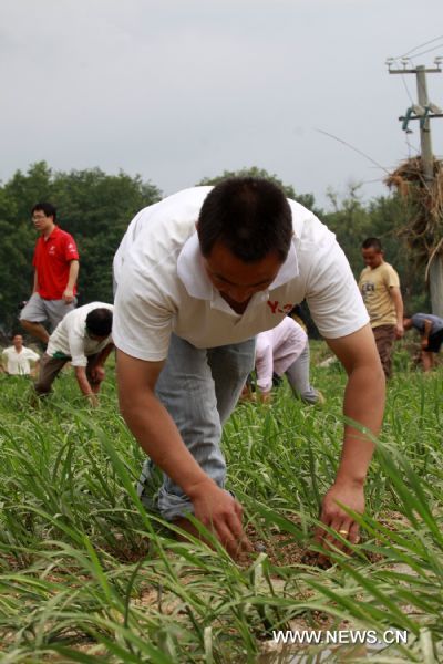 Villagers reinforce paddy seedling in Lengshuijing Village of Xiushui County, east China's Jiangxi Province, June 11, 2011. Rain-triggered flood hit the county on Friday. Flood-relief works have been carried out in Xiushui to reduce the economic losses. [Huang Yiwei/Xinhua] 