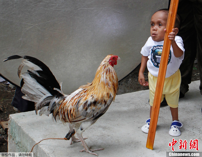 Junrey Balawing stands next to a rooster during a photo taking session with the Guinness World Records team in Sindangan, Zamboanga del Norte in southern Philippines June 11, 2011. [Photo/Chinanews.com.cn]