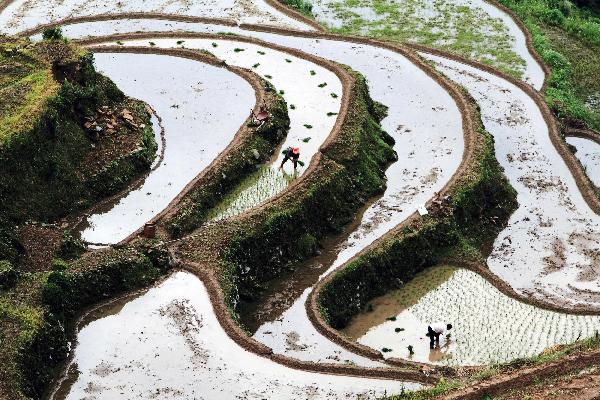 Farmers plant rice in the terrace in Xiuning County, Huangshan City, east China's Anhui Province, June 12, 2011. [Xinhua]