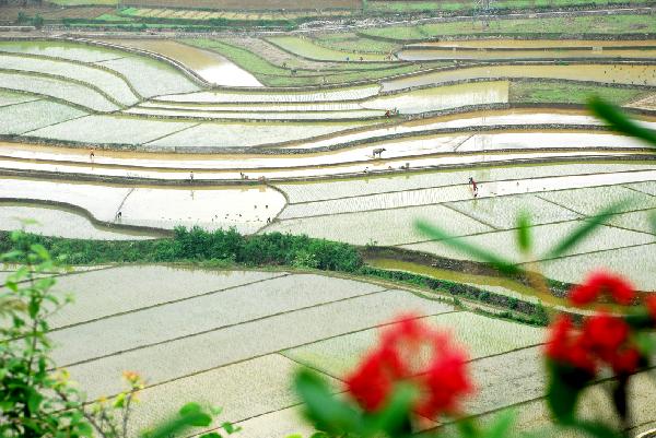 Farmers plant rice in the terrace in Luoping County, southwest China's Yunnan Province, June 12, 2011. [Xinhua]