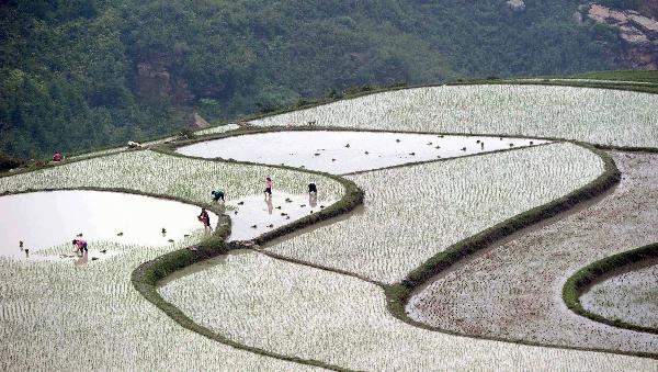 Farmers plant rice in the terrace in Huaxi District,Guiyang, capital of southwest China's Guizhou Province, June 12, 2011. [Xinhua] 