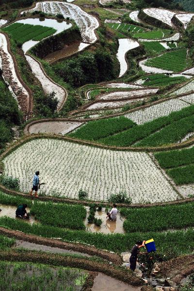 Farmers plant rice in the terrace in Xiuning County, east China's Anhui Province, June 12, 2011. [Xinhua]