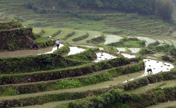 Farmers plant rice in the terrace in Wuyishan City, southeast China's Fujian Province, June 12, 2011. [Xinhua]