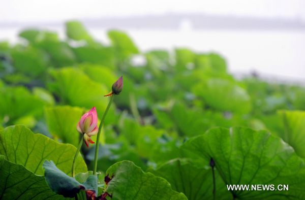 Photo taken on June 11, 2011 show the lotus flowers during a rainstorm in the West Lake of Hangzhou, capital of east China's Zhejiang Province. The local observatory of Hangzhou issued orange warning signal of rainstorm on Saturday and announced the start of a month-long rainy season since June 10. [Xinhua/Xu Yu]